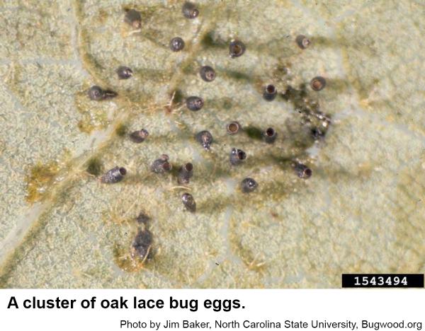 Oak lace bugs lay their eggs in groups.